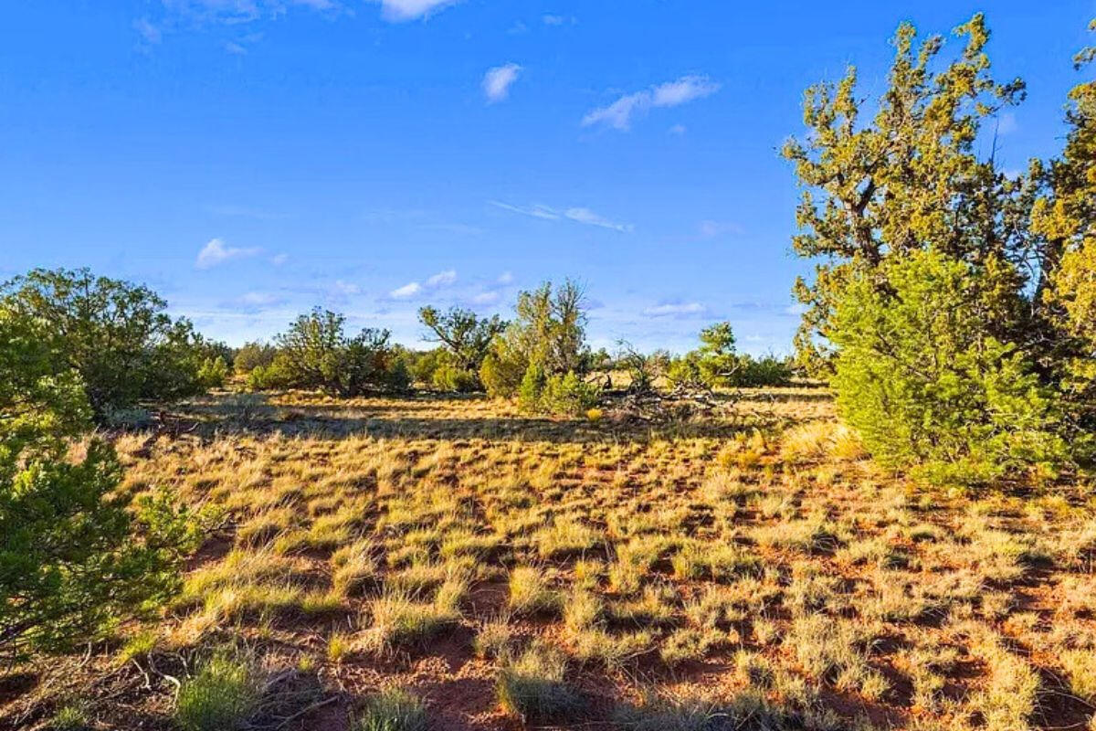 Deep 6 Lots of Trees - 880 S WEDGEWOOD DR WILLIAMS, AZ 86046