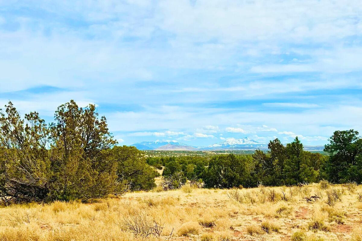 Deep 6 Lots of Trees - 880 S WEDGEWOOD DR WILLIAMS, AZ 86046