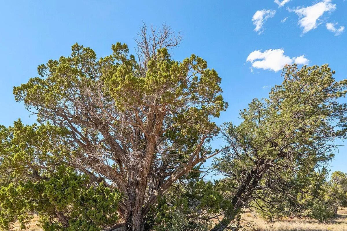 Deep 6 Lots of Trees - 880 S WEDGEWOOD DR WILLIAMS, AZ 86046