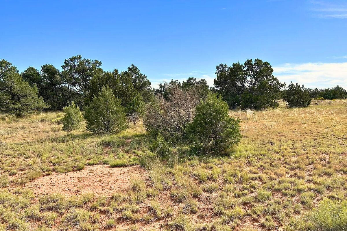 Deep 6 Lots of Trees - 880 S WEDGEWOOD DR WILLIAMS, AZ 86046