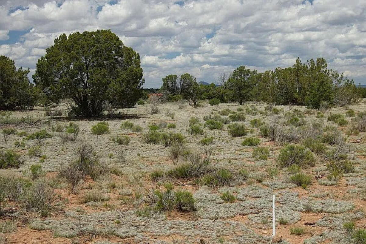 Deep 6 Lots of Trees - 880 S WEDGEWOOD DR WILLIAMS, AZ 86046