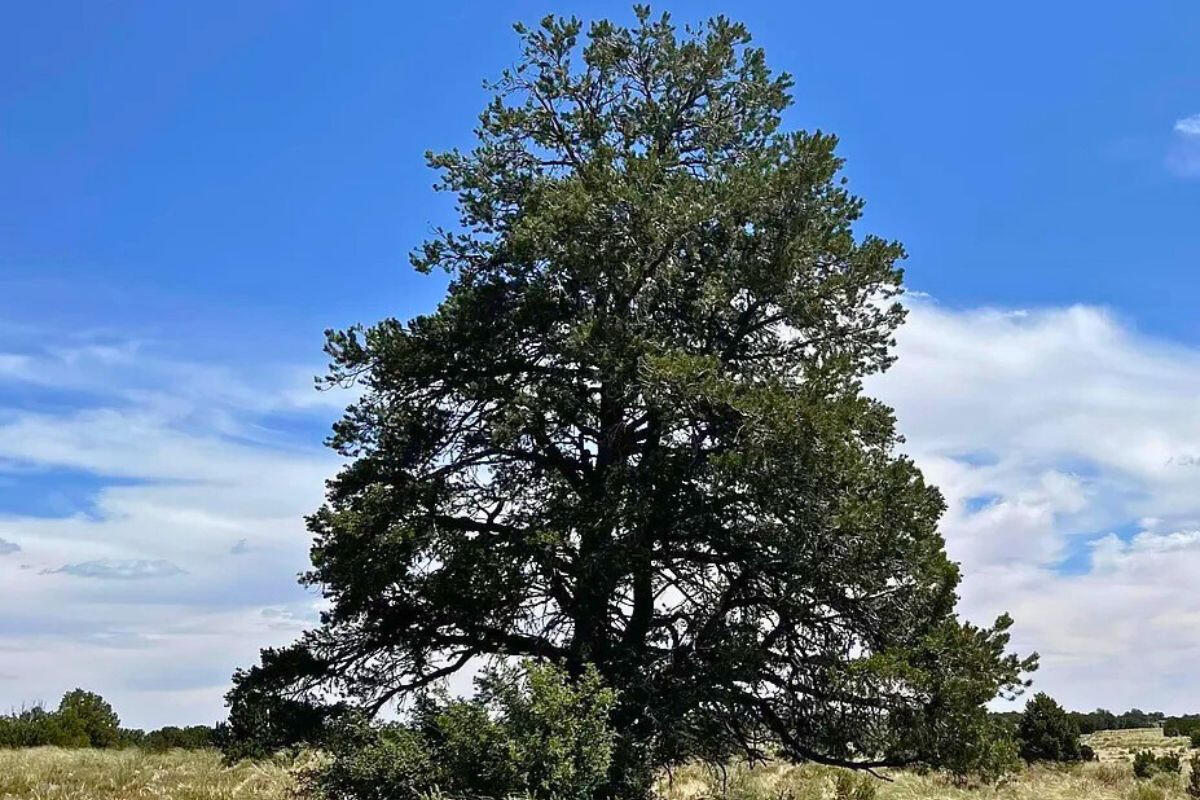 Deep 6 Lots of Trees - 880 S WEDGEWOOD DR WILLIAMS, AZ 86046