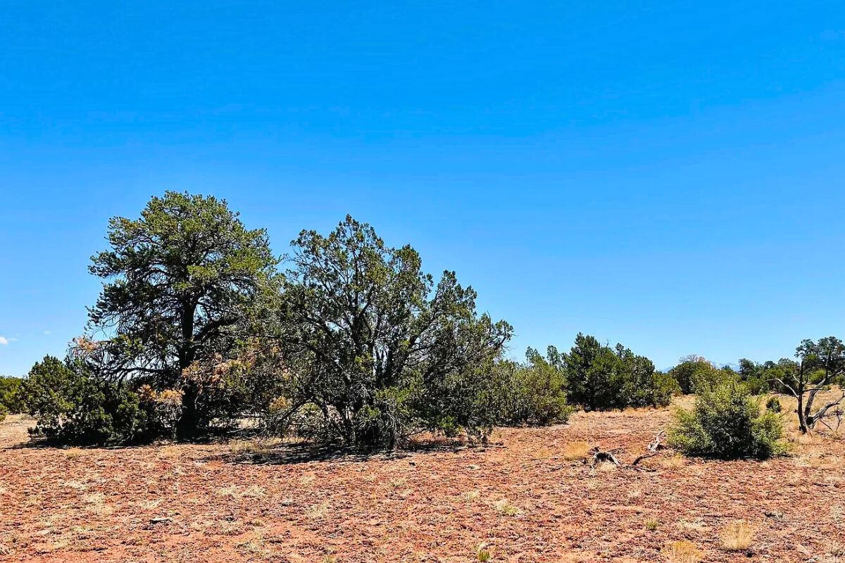 Deep 6 Lots of Trees - 880 S WEDGEWOOD DR WILLIAMS, AZ 86046